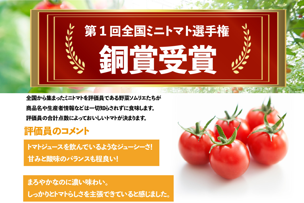 トマト好きが、恋をする。　3kg　金赤トマトミニ 野菜 新鮮野菜 夏野菜 旬野菜 生野菜 ミニトマト プチトマト フルーツ トマト 国産 味が濃い 濃厚 高糖度 甘い ビタミンC リコピン お弁当 サラダ マリネ 前菜 お取り寄せ 特産品 愛知県 常滑市