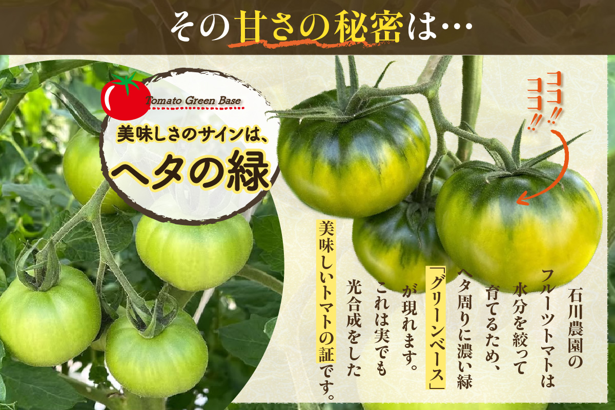 【先行予約】【2026年3月下旬から順次発送】尾州常滑フルーツトマト麗妃 トマト フルーツトマト 麗妃 れいき リコピン 新鮮野菜 太陽の恵み 濃厚 完熟 トマト料理 トマト鍋 愛知県産 国産 お取り寄せ グルメ 愛知県 常滑