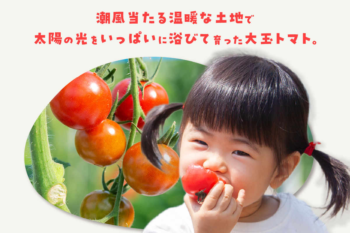 【先行予約】【2025年12月頃から順次発送】フルーツトマト　贅沢トマト2kg　よこた農園　大玉 贅沢トマト 野菜 トマト 新鮮野菜 太陽の恵み 大玉トマトトマト料理 愛知県産 フルーツとまと 甘いトマト お取り寄せ グルメ 常滑市