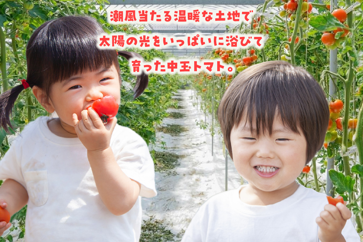 【先行予約】【5月中旬以降発送】フルーツトマト　中玉フルティカ2.8kg│よこた農園 フルティカ 野菜 トマト 新鮮野菜 太陽の恵み 中玉トマト トマト料理 愛知県産 フルーツとまと 甘いトマト お取り寄せ グルメ 常滑市