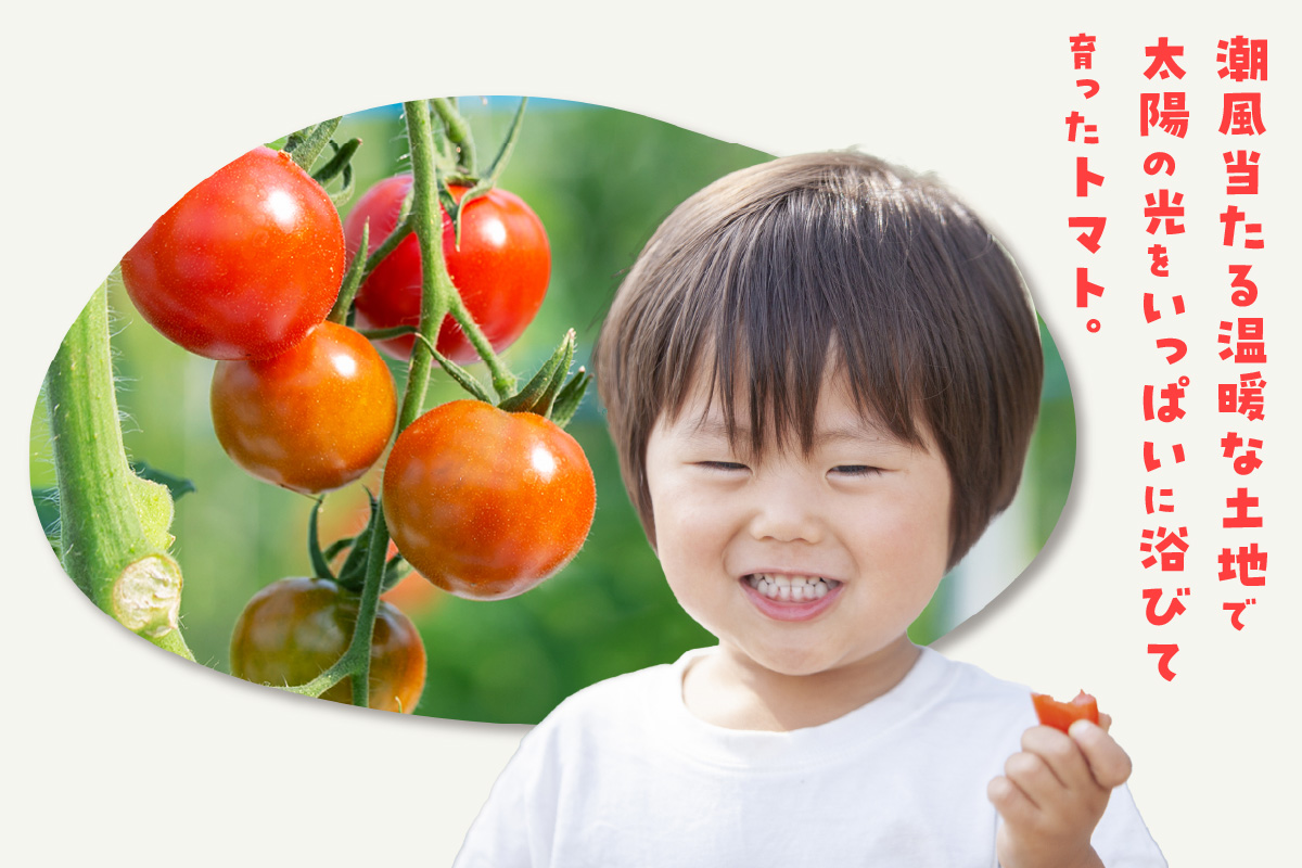 【先行予約】【5月中旬以降発送】フルーツトマト　フラガール1kg（へたなし）│よこた農園　フラガール プチトマト 野菜 トマト 新鮮野菜 太陽の恵み トマト料理 愛知県産 フルーツとまと 甘いトマト お取り寄せ グルメ 常滑市 へたなし