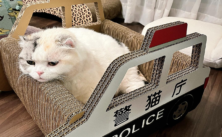 猫の爪とぎ　パトカー