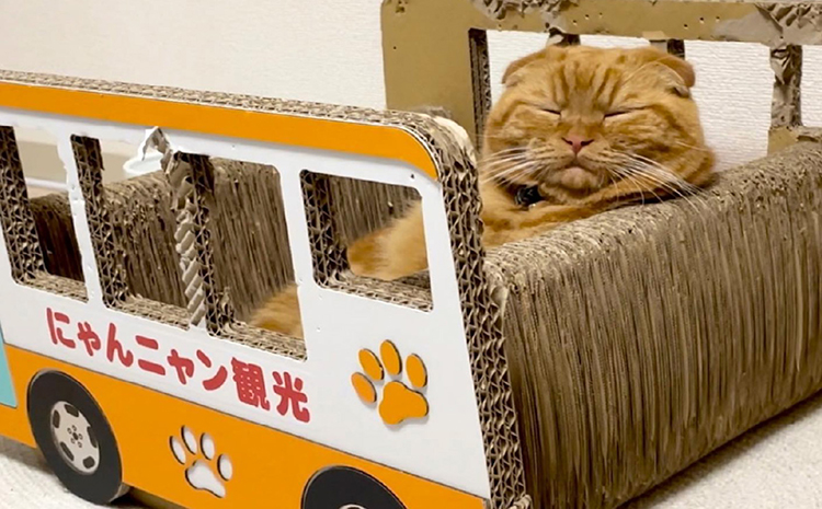 猫の爪とぎ　観光バス