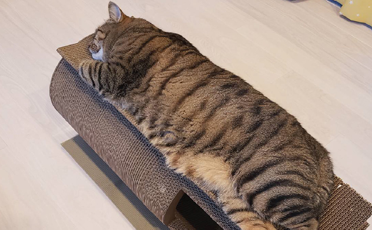 猫の爪とぎ　丸太（ロング・ハウスタイプ）