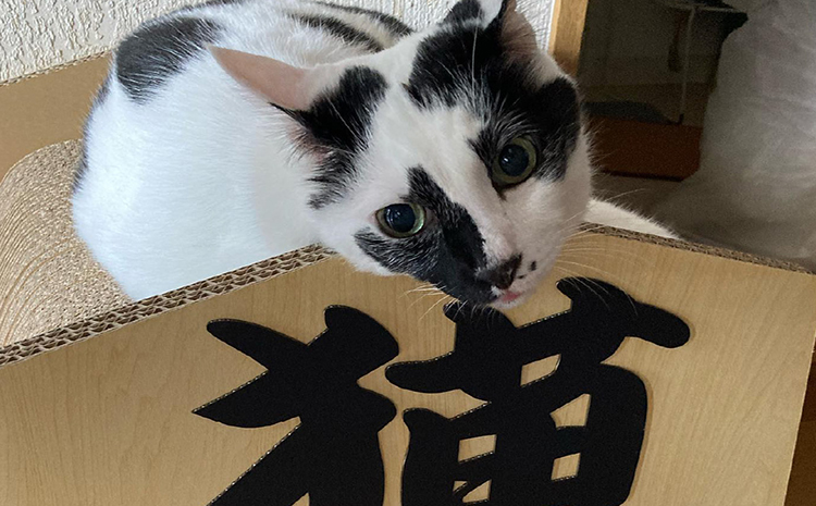 猫の爪とぎ　猫将