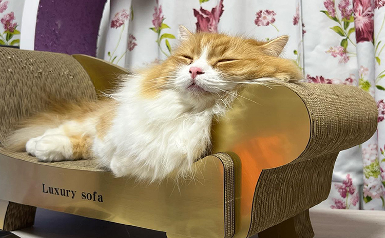 猫の爪とぎ　ゴールドラグジュアリーソファ