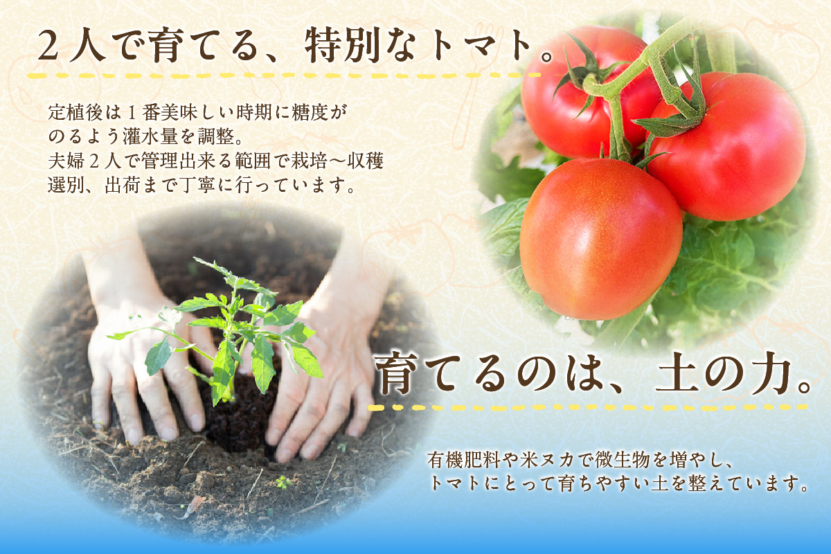 【先行予約】【2026年3月下旬から順次発送】尾州常滑フルーツトマト麗妃 トマト フルーツトマト 麗妃 れいき リコピン 新鮮野菜 太陽の恵み 濃厚 完熟 トマト料理 トマト鍋 愛知県産 国産 お取り寄せ グルメ 愛知県 常滑