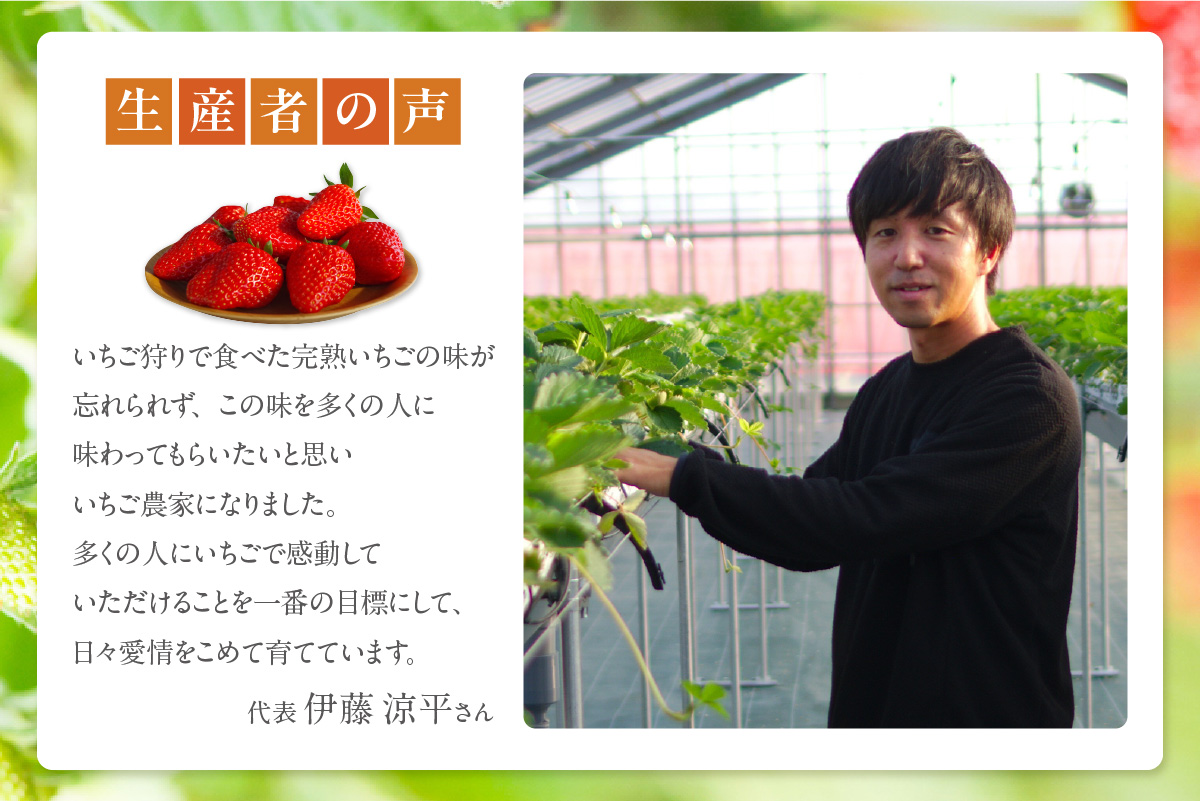 【先行予約】【2月頃発送予定】大粒いちご2品種詰め合わせ 260g×2パック いちご 苺 イチゴ ストロベリー 詰め合わせ 食べ比べ おいCベリー 紅ほっぺ 章姫 食べ比べ 美味しい 甘い 大粒 大きい 果物 フルーツ 数量限定 farmいちごろ 愛知県 常滑 常滑市