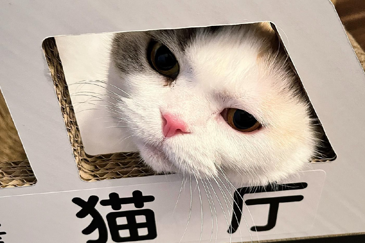 猫の爪とぎ　パトカー