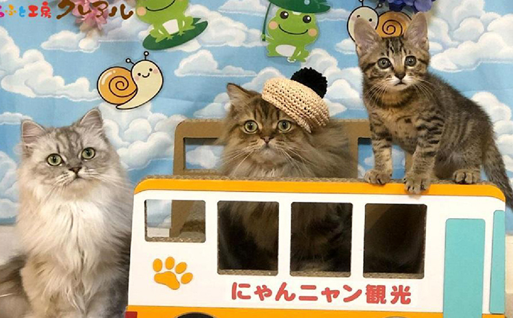 猫の爪とぎ　観光バス