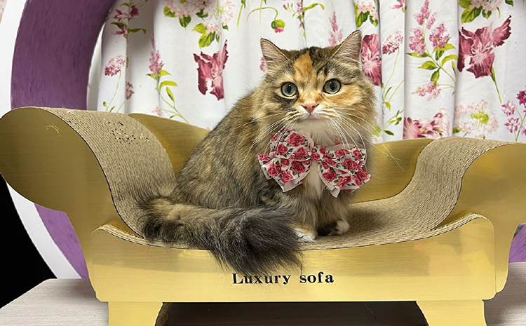 猫の爪とぎ　ゴールドラグジュアリーソファ