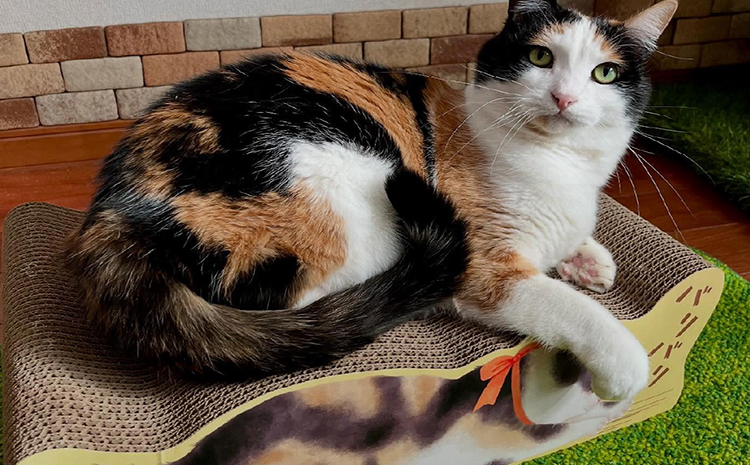 猫の爪とぎ　バリバリ猫ちゃん（三毛猫）