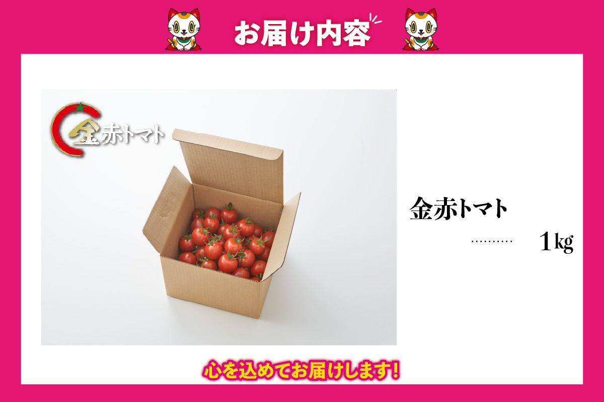 トマト好きが、恋をする。　1kg　金赤トマトミニ 野菜 新鮮野菜 夏野菜 旬野菜 生野菜 ミニトマト プチトマト フルーツ トマト 国産 味が濃い 濃厚 高糖度 甘い ビタミンC リコピン お弁当 サラダ マリネ 前菜 お取り寄せ 特産品 愛知県 常滑市