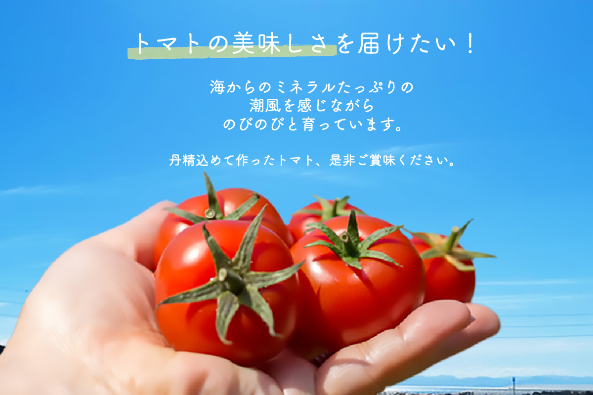 【先行予約】【2026年3月下旬から順次発送】尾州常滑フルーツトマト麗妃 トマト フルーツトマト 麗妃 れいき リコピン 新鮮野菜 太陽の恵み 濃厚 完熟 トマト料理 トマト鍋 愛知県産 国産 お取り寄せ グルメ 愛知県 常滑