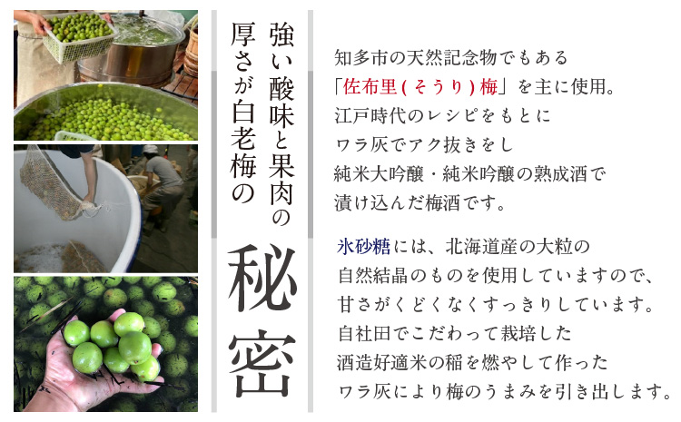 知多の梅酒 白老梅 紅白セット