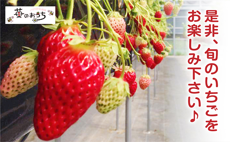 4種類のいちごが50分食べ放題！！いちご狩り体験（4月1日～5月連休）【大人1名】苺 いちご狩り 苺狩り 体験 あきひめ 紅ほっぺ ゆめのか よつぼし トッピング 持込可能 練乳 クレープ 子連れ 観光 常滑市 ふるさと納税