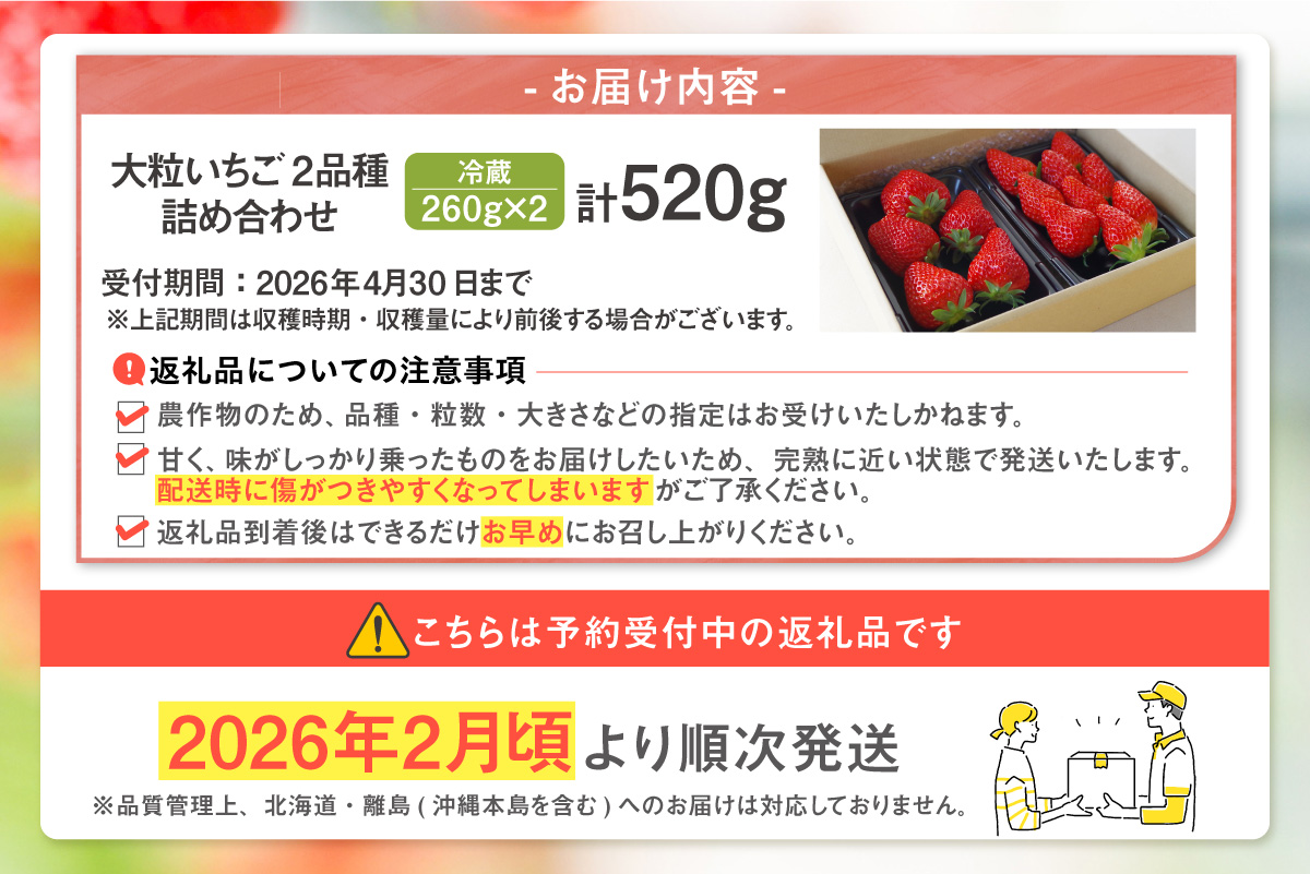 【2月頃発送予定】大粒いちご2品種詰め合わせ 260g×2パック｜いちご 苺 イチゴ ストロベリー 詰め合わせ 食べ比べ おいCベリー 紅ほっぺ 章姫 食べ比べ 美味しい 甘い 大粒 大きい 果物 フルーツ 数量限定 farmいちごろ 愛知県 常滑 常滑市