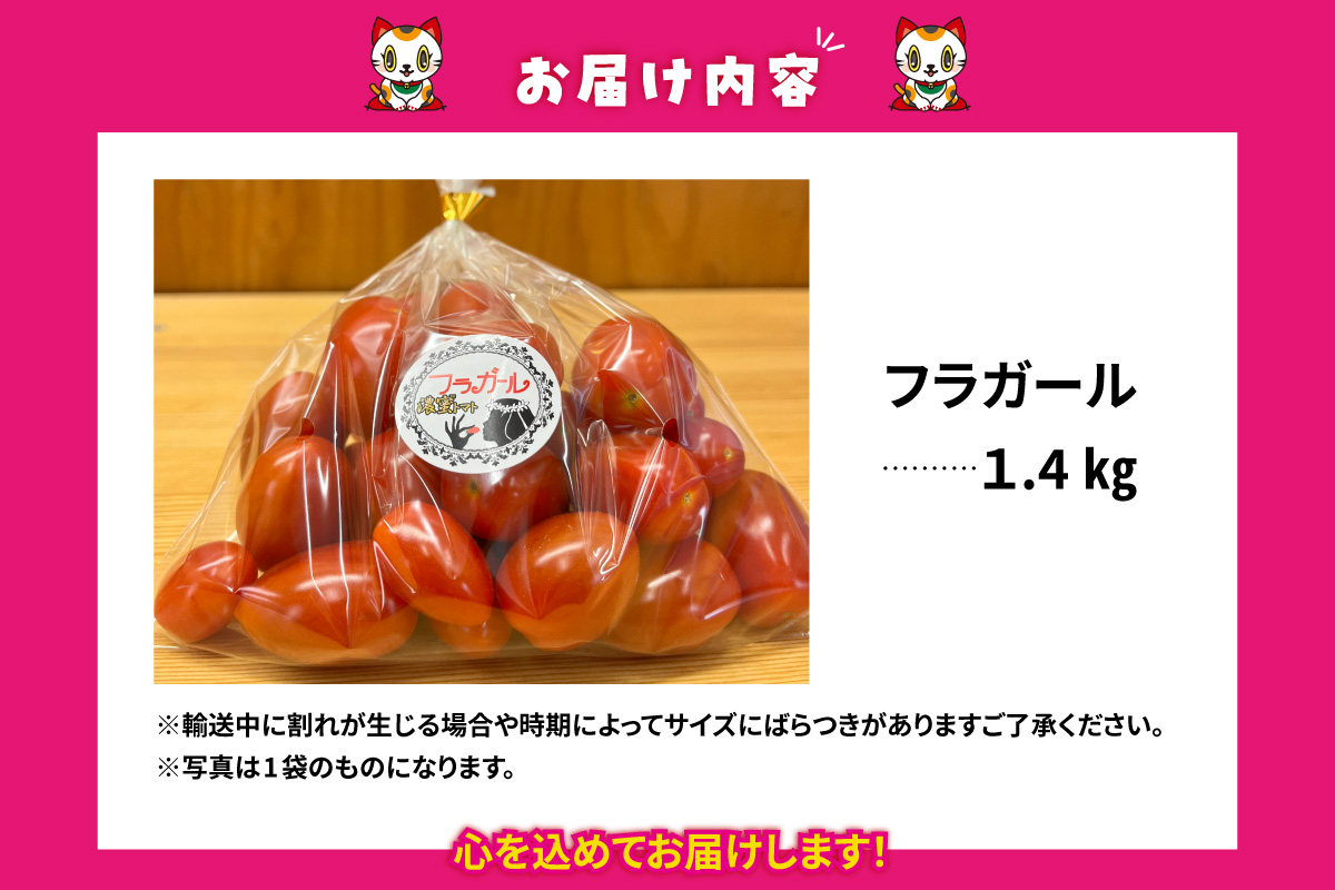 フルーツトマト　フラガール1.4kg（へたなし）│よこた農園 フラガール プチトマト 野菜 トマト 新鮮野菜 太陽の恵み トマト料理 愛知県産 フルーツとまと 甘いトマト お取り寄せ グルメ 常滑市 へたなし