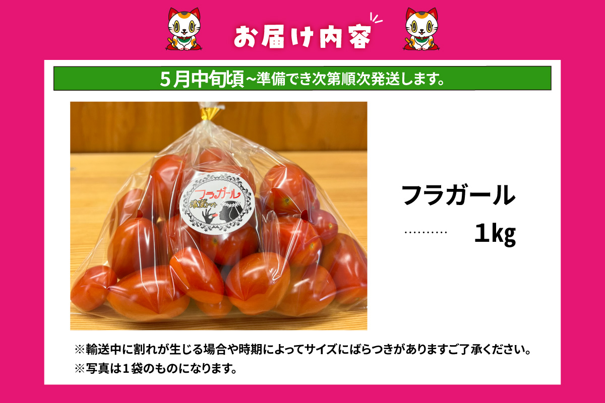 【先行予約】【5月中旬以降発送】フルーツトマト　フラガール1kg（へたなし）│よこた農園　フラガール プチトマト 野菜 トマト 新鮮野菜 太陽の恵み トマト料理 愛知県産 フルーツとまと 甘いトマト お取り寄せ グルメ 常滑市 へたなし