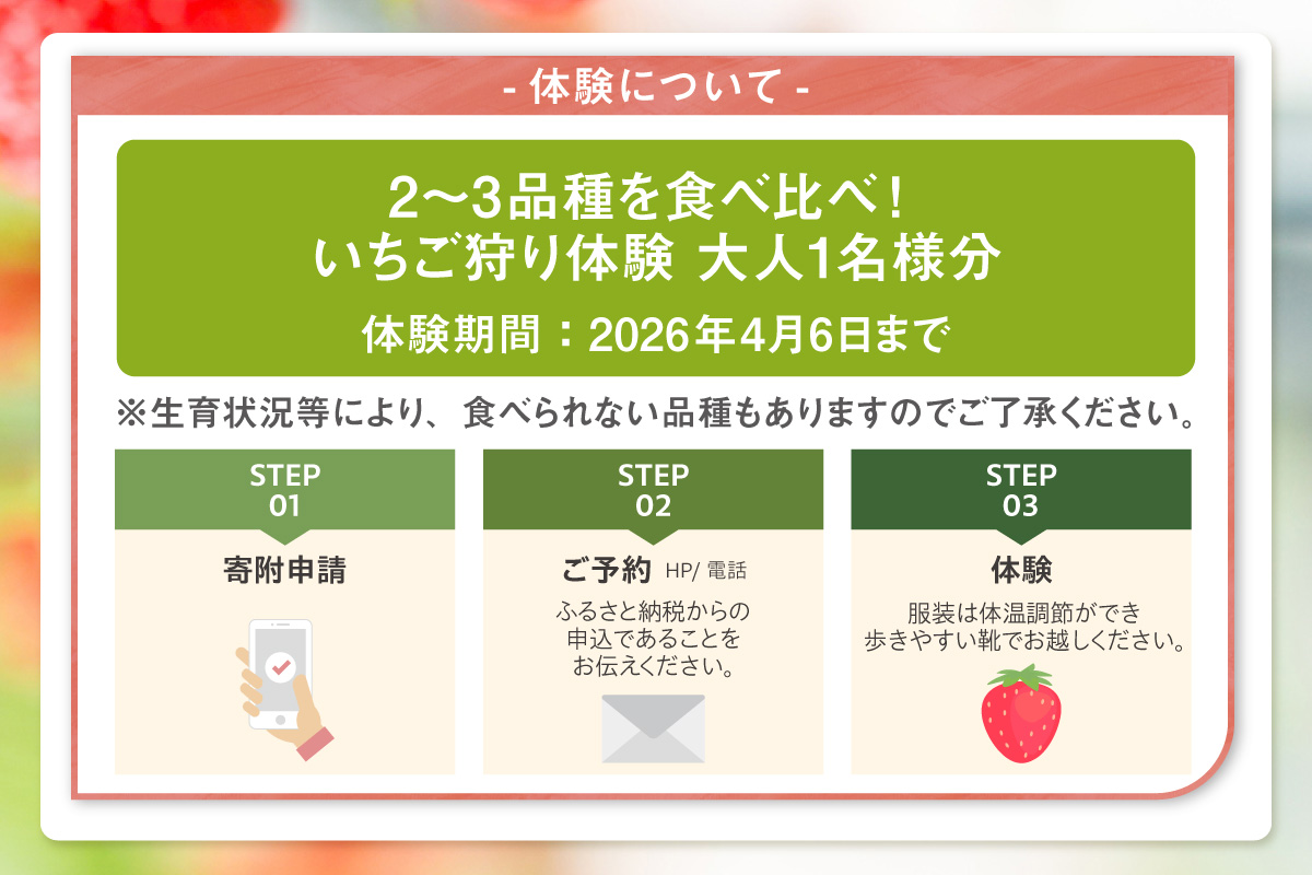 2～3品種の苺を食べ比べ！いちご狩り体験【4月6日まで】大人1名分　いちご 苺 イチゴ ストロベリー いちご狩り 苺狩り レジャー お出かけ 体験 春休み 旅行 家族 いちごろ farmいちごろ 愛知県 常滑市