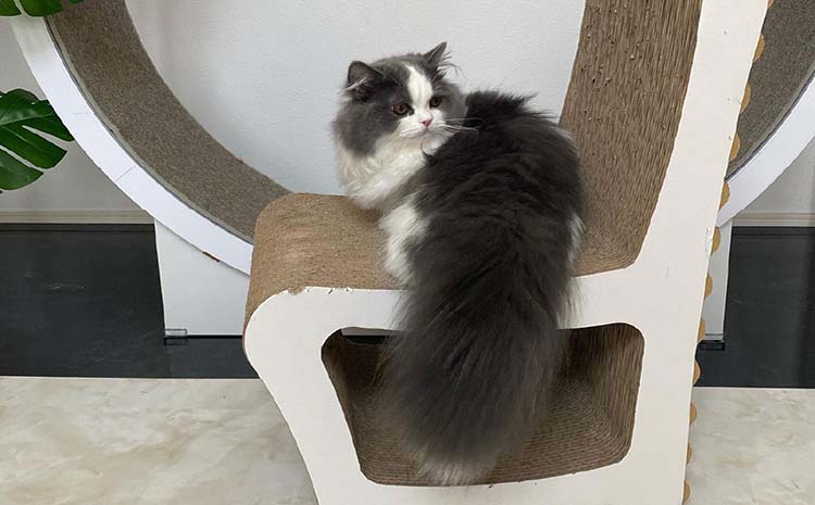 猫の爪とぎ　キャットチェアー（カラー：白）