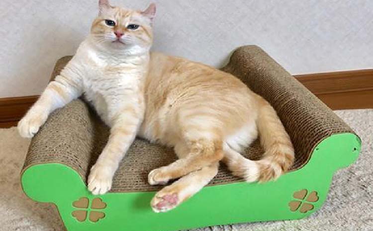 猫の爪とぎ　ゆったりベッド（カラー：ピンク）