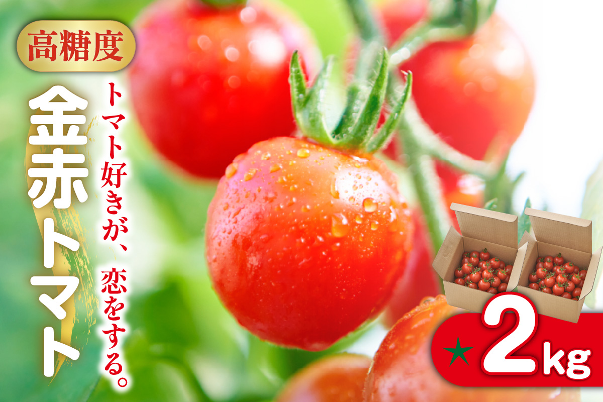 トマト好きが、恋をする。　2kg　金赤トマトミニ 野菜 新鮮野菜 夏野菜 旬野菜 生野菜 ミニトマト プチトマト フルーツ トマト 国産 味が濃い 濃厚 高糖度 甘い ビタミンC リコピン お弁当 サラダ マリネ 前菜 お取り寄せ 特産品 愛知県 常滑市