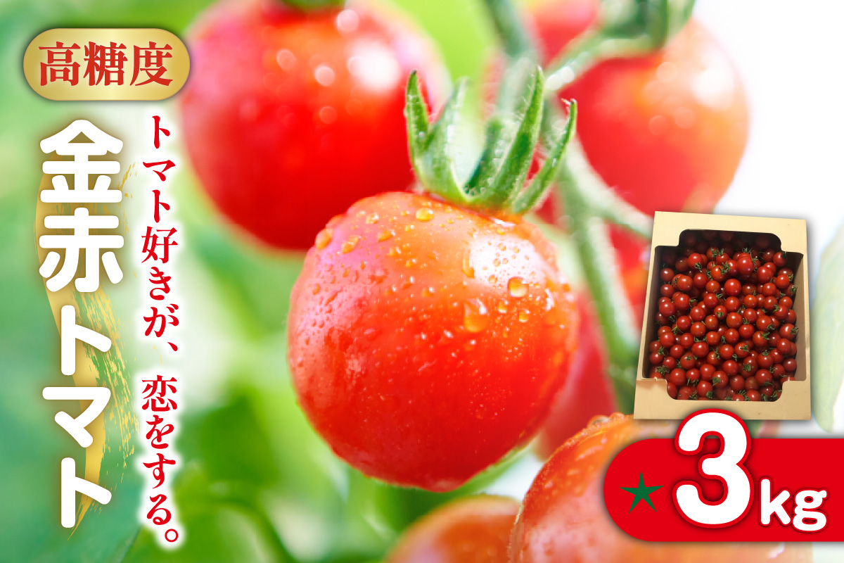トマト好きが、恋をする。　3kg　金赤トマトミニ 野菜 新鮮野菜 夏野菜 旬野菜 生野菜 ミニトマト プチトマト フルーツ トマト 国産 味が濃い 濃厚 高糖度 甘い ビタミンC リコピン お弁当 サラダ マリネ 前菜 お取り寄せ 特産品 愛知県 常滑市