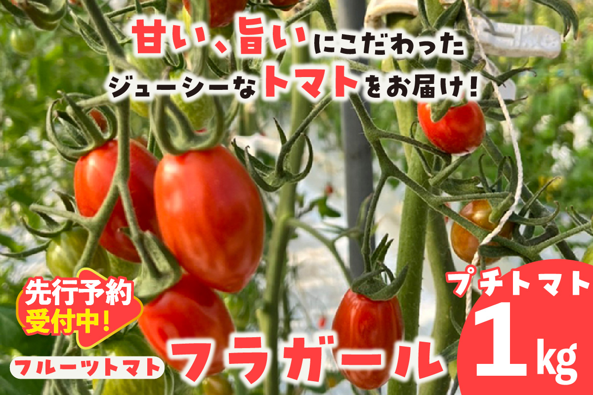 【先行予約】【2025年12月頃から順次発送】フルーツトマト　フラガール1kg（へたなし）　よこた農園　フラガール プチトマト 野菜 トマト 新鮮野菜 太陽の恵み トマト料理 愛知県産 フルーツとまと 甘いトマト お取り寄せ グルメ 常滑市 へたなし