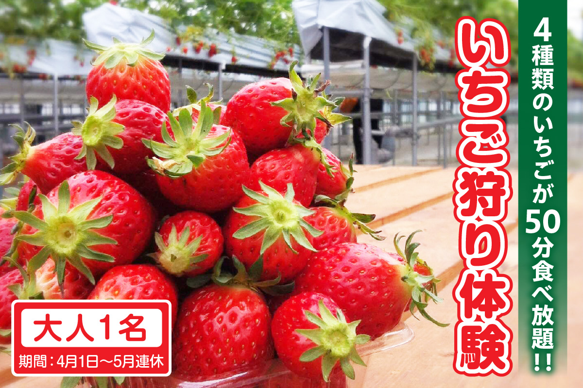 4種類のいちごが50分食べ放題！！いちご狩り体験（4月1日～5月連休）【大人1名】苺 いちご狩り 苺狩り 体験 あきひめ 紅ほっぺ ゆめのか よつぼし トッピング 持込可能 練乳 クレープ 子連れ 観光 常滑市 ふるさと納税