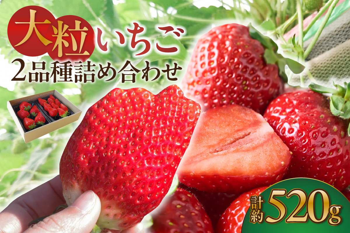 【先行予約】【2月頃発送予定】大粒いちご2品種詰め合わせ 260g×2パック いちご 苺 イチゴ ストロベリー 詰め合わせ 食べ比べ おいCベリー 紅ほっぺ 章姫 食べ比べ 美味しい 甘い 大粒 大きい 果物 フルーツ 数量限定 farmいちごろ 愛知県 常滑 常滑市