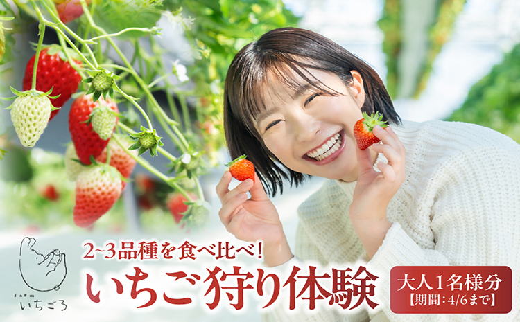 2～3品種の苺を食べ比べ！いちご狩り体験【4月6日まで】大人1名分　いちご 苺 イチゴ ストロベリー いちご狩り 苺狩り レジャー お出かけ 体験 春休み 旅行 家族 いちごろ farmいちごろ 愛知県 常滑市