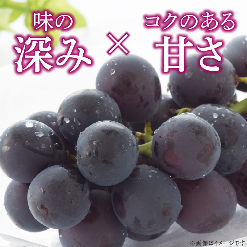 こだわりの種あり巨峰　約2kg 2026年先行予約（2026年発送分）ぶどう 