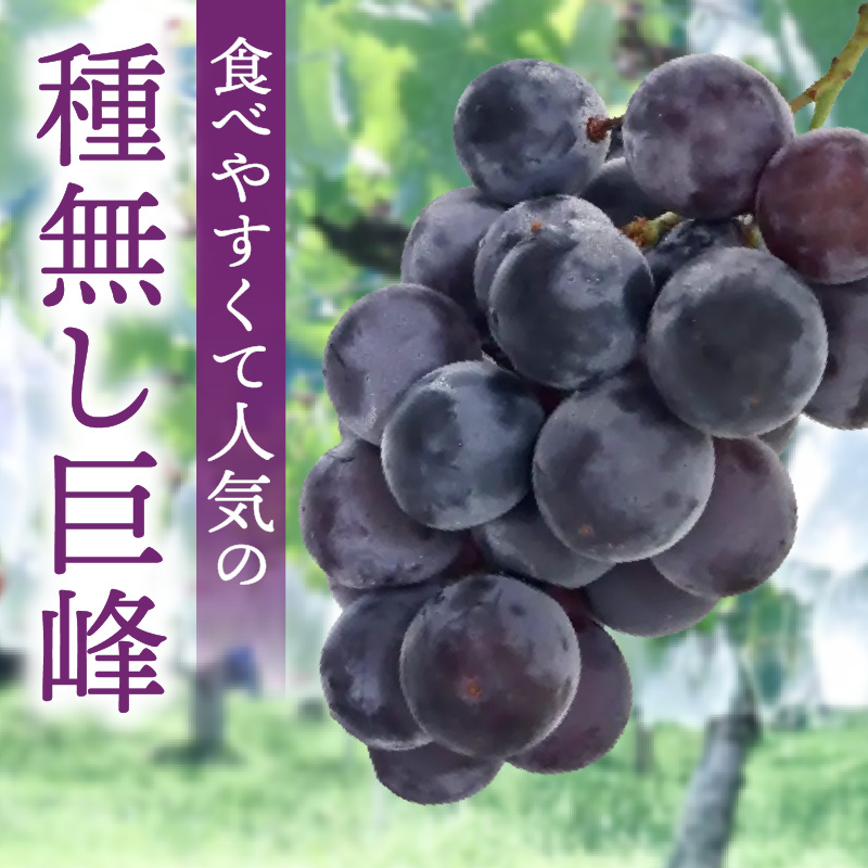 種無し巨峰 約3kg（約6～8房） 2026年 先行予約 種なしぶどう