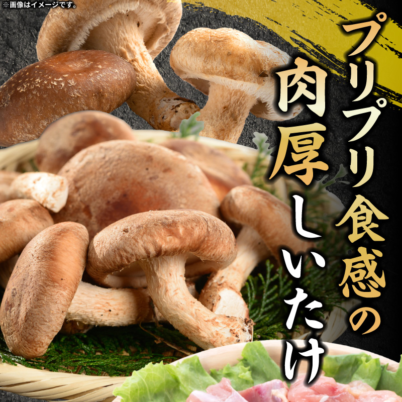 【名古屋コーチン入り】駒来しいたけの駒丼（こまどん） しいたけ丼 シイタケ丼 椎茸丼 名古屋コーチン コーチン肉付き 親子丼 地鶏 日本三大地鶏 国産 鶏 鶏肉 レトルト 常温 非常食 湯煎 レンジ どんぶり 丼 丼ぶり 簡単調理 コク 旨み 名古屋コーチン入り しいたけ 駒丼 どんぶりのもと 丼の素 230g 4箱 肉厚 濃厚 だしの旨味 お取り寄せ 愛知県 小牧市 送料無料