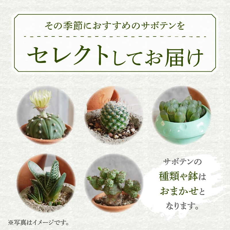 ミニ サボテン セット（3種）