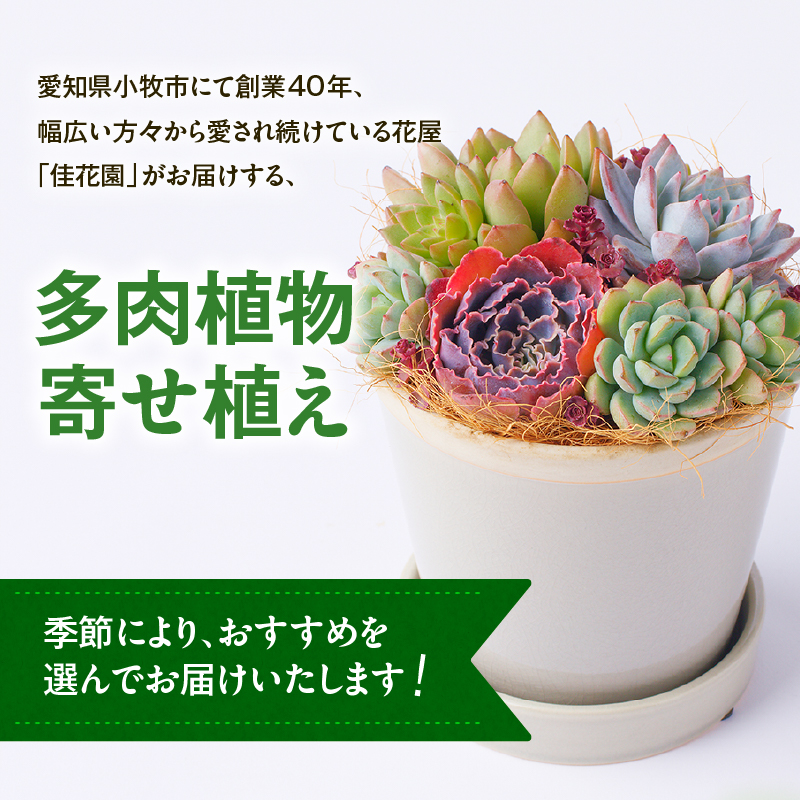 【佳花園】多肉植物のオリジナル寄せ植え