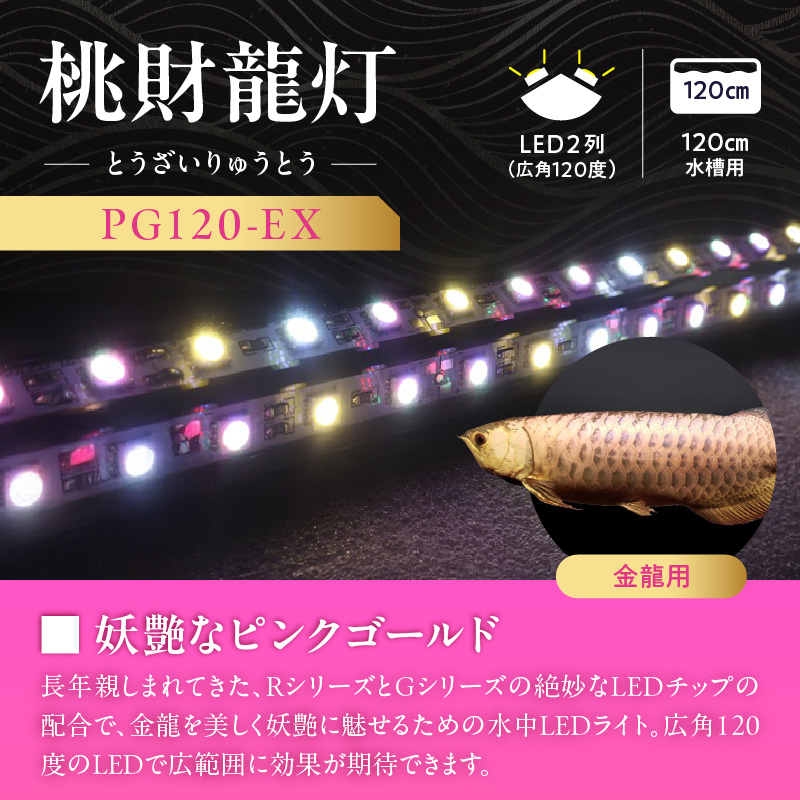金龍の鱗を美しく照らす!ピンクゴールドの水中アロワナライト|PG120-EX 金龍 ピンクゴールド 照射 水中 アロワナ 水槽ライト テンニングライト LED ライト 照明 水中照明 光 綺麗 美観 強化ガラス 耐久性 1年保証 吸盤 簡単 設置 でんらい インテリア 雑貨 愛知県 小牧市 送料無料