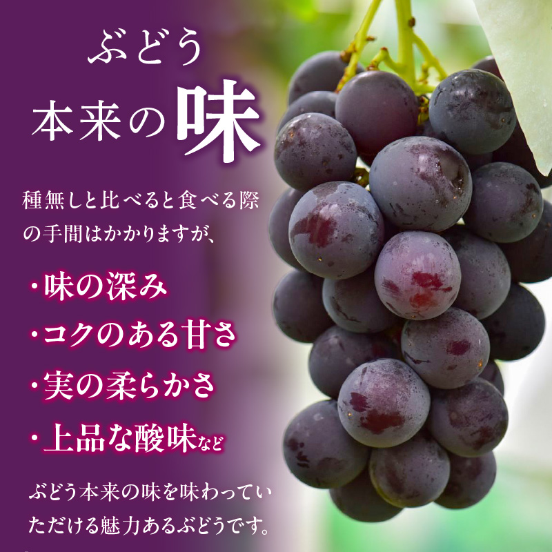 こだわりの種あり巨峰　約2kg 2026年先行予約（2026年発送分）ぶどう 