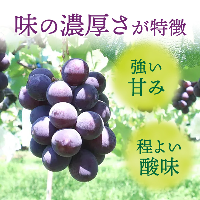 種無し巨峰 約2kg（約5房） 2026年 先行予約 種なしぶどう