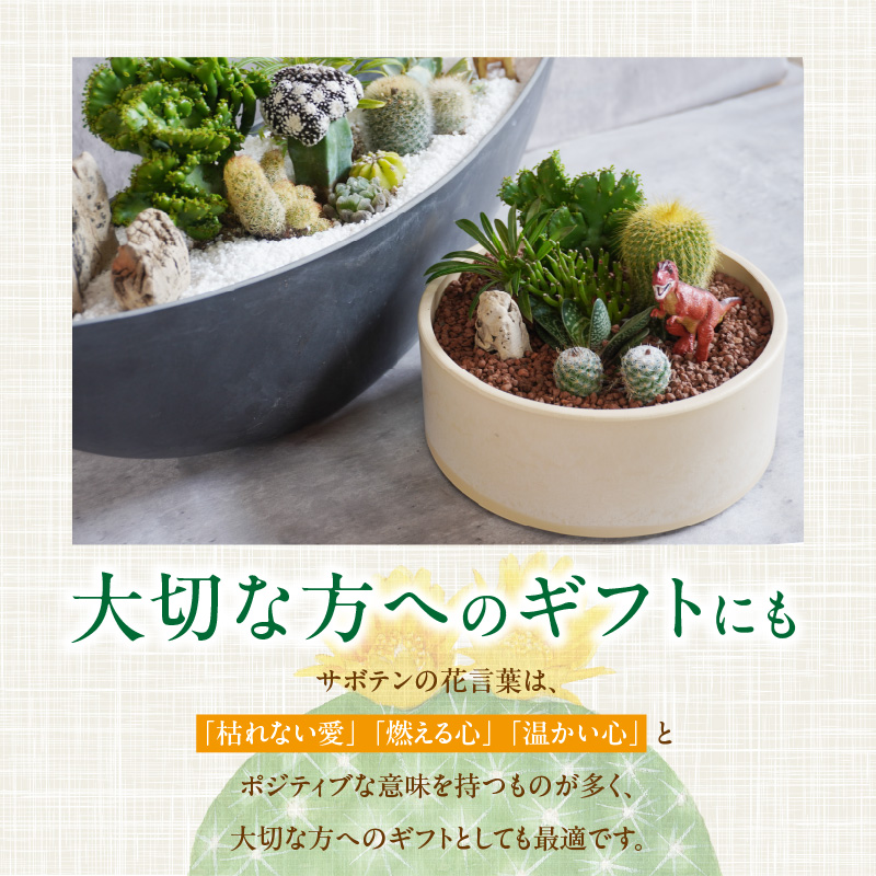 サボテンのオリジナル寄せ植え（大）