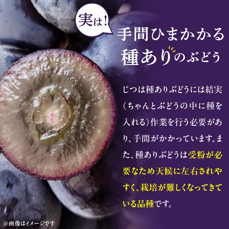 こだわりの種あり巨峰　約2kg 2026年先行予約（2026年発送分）ぶどう 