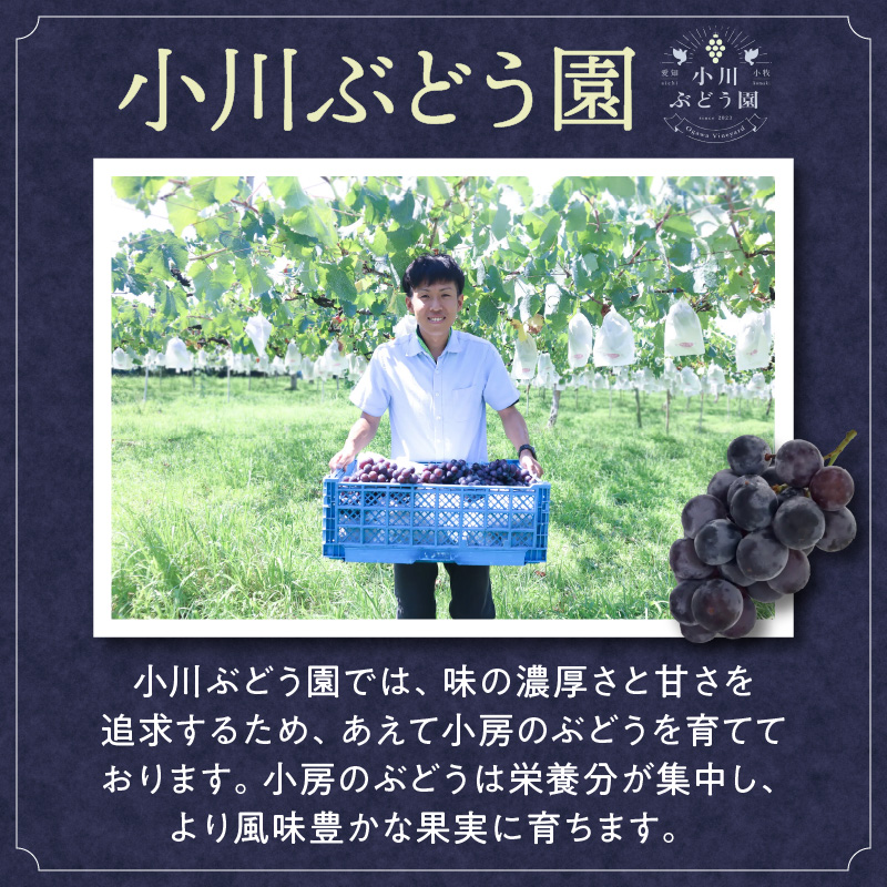 種無し巨峰 約2kg（約5房） 2026年 先行予約 種なしぶどう