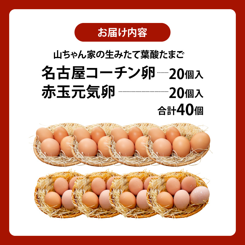 【山ちゃん家の生みたて葉酸たまご】名古屋コーチン卵・赤玉元気卵 食べ比べセット（各20個 合計40個入り） 山ちゃん家 生みたて 葉酸たまご 名古屋コーチン卵 赤玉元気卵 食べ比べ セット 各 20個 合計 40個 入り 地鶏 卵 朝食 卵焼き 目玉焼き オムライス ゆでたまご 山田養鶏 お取り寄せ 愛知県 小牧市 送料無料