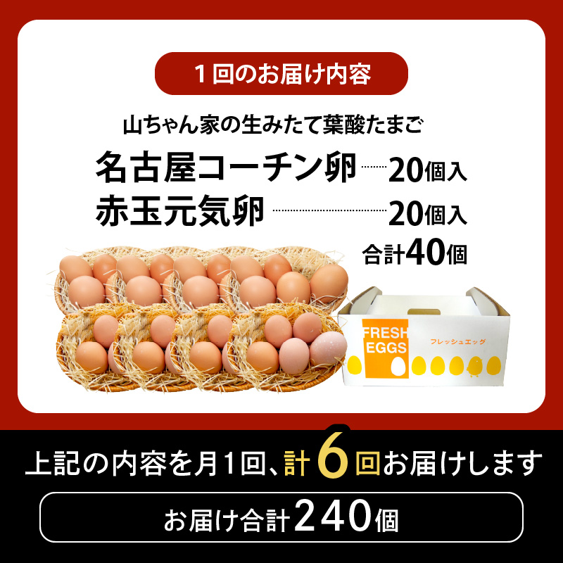 【6ヶ月定期便】【山ちゃん家の生みたて葉酸たまご】名古屋コーチン卵・赤玉元気卵 食べ比べセット（各20個 合計40個入り） 6ヶ月定期便 山ちゃん家 生みたて 葉酸たまご 名古屋コーチン卵 赤玉元気卵 食べ比べ セット 各 20個 合計 40個 入り 地鶏 卵 朝食 卵焼き 目玉焼き オムライス ゆでたまご 山田養鶏 お取り寄せ 愛知県 小牧市 送料無料