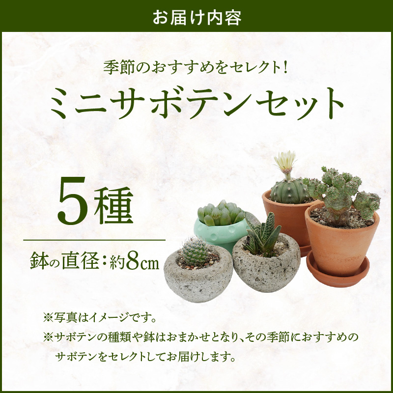 ミニ サボテン セット（5種）
