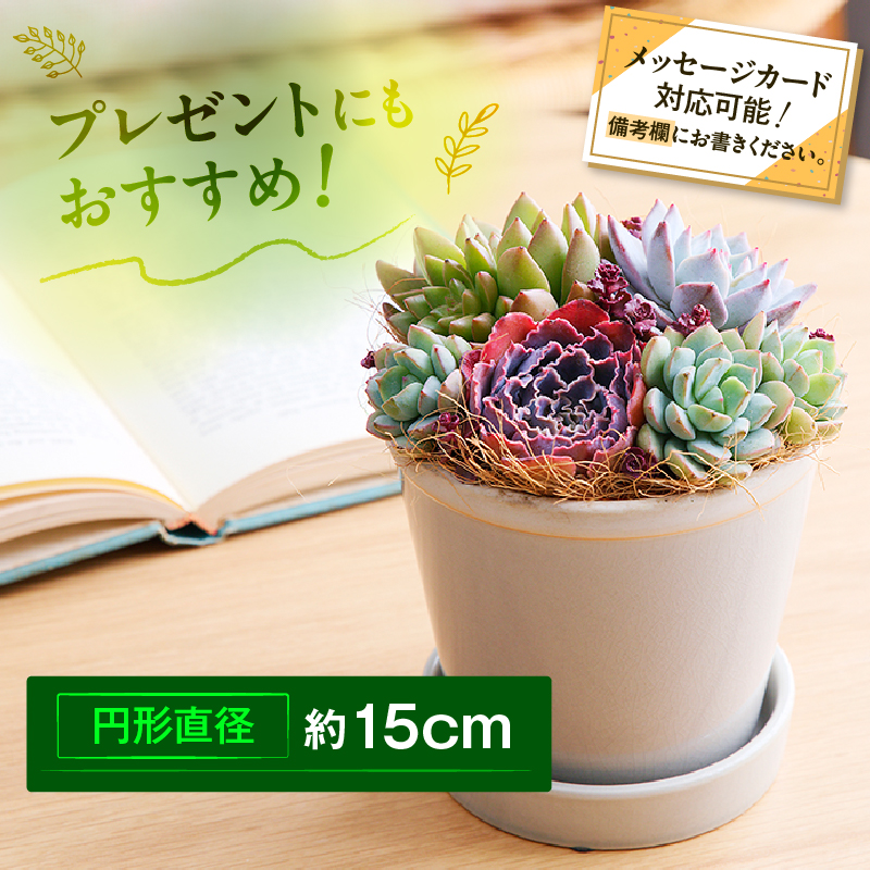 【佳花園】多肉植物のオリジナル寄せ植え