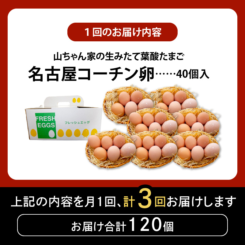【3ヶ月定期便】【山ちゃん家の生みたて葉酸たまご】名古屋コーチン卵（40個入り）