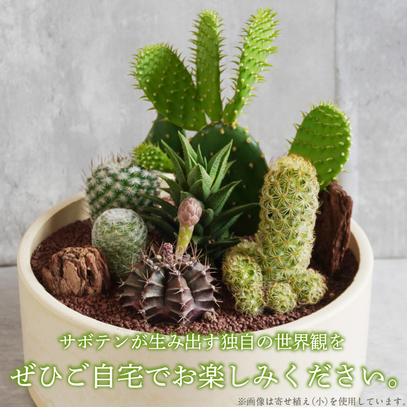 サボテンのオリジナル寄せ植え（大）