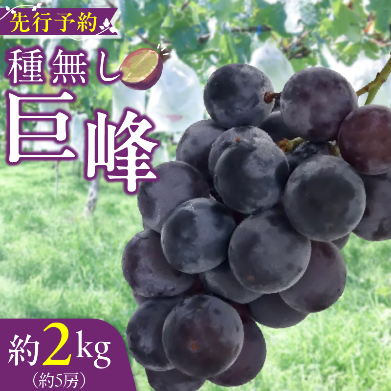 種無し巨峰 約2kg（約5房） 2026年 先行予約 種なしぶどう